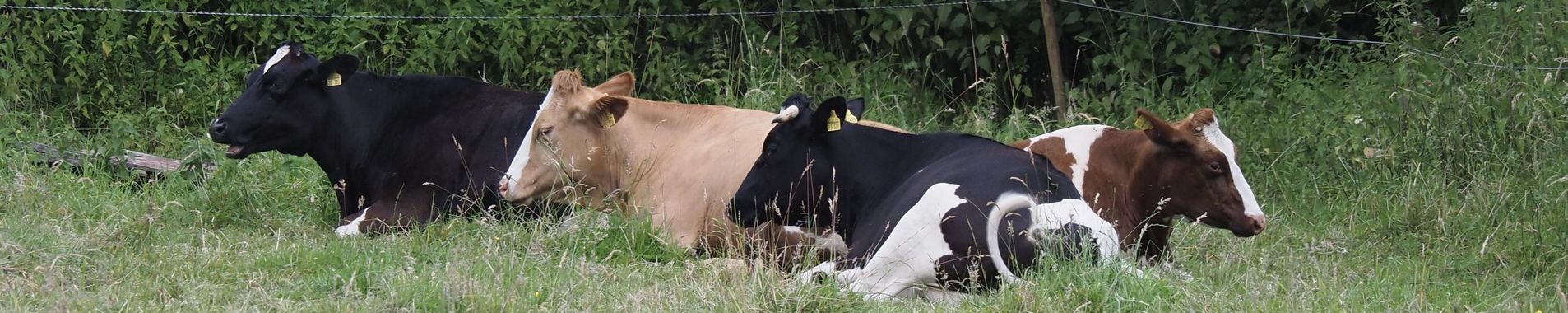 Auch Kühe fühlen sich in der Gemeinde wohl